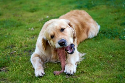 Köpeğinizin Çiğneme İçgüdüsünü Doyururken Diş Sağlığını Korumanın Yolları