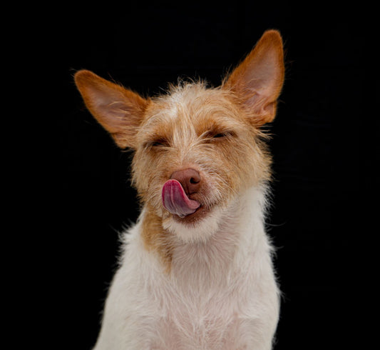 Köpekler Neden Sahiplerini Yalar? Bu Sevgi Dolu Davranışın Altındaki Gerçekler