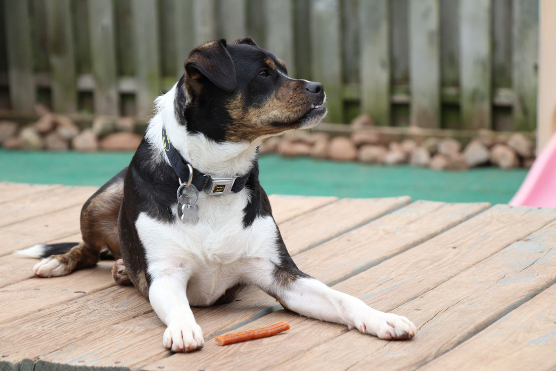 Köpek Ödül Maması Seçiminde Nelere Dikkat Edilmeli: Sağlıklı Bir Eğitim İçin Rehber