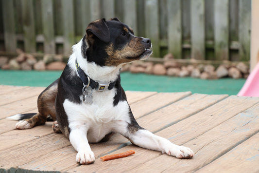Köpek Ödül Maması Seçiminde Nelere Dikkat Edilmeli: Sağlıklı Bir Eğitim İçin Rehber