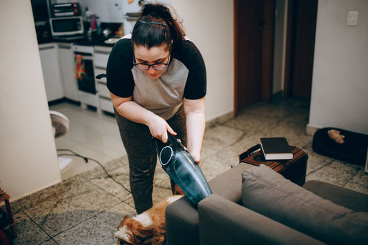 Evdeki Köpek Kokusu Nasıl Giderilir: Ferah Bir Yaşam Alanı İçin Pratik Çözümler