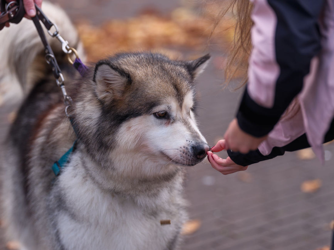 Köpek Ödül Maması Ne Zaman ve Nasıl Verilmeli? Eğitimde Başarının Sırları