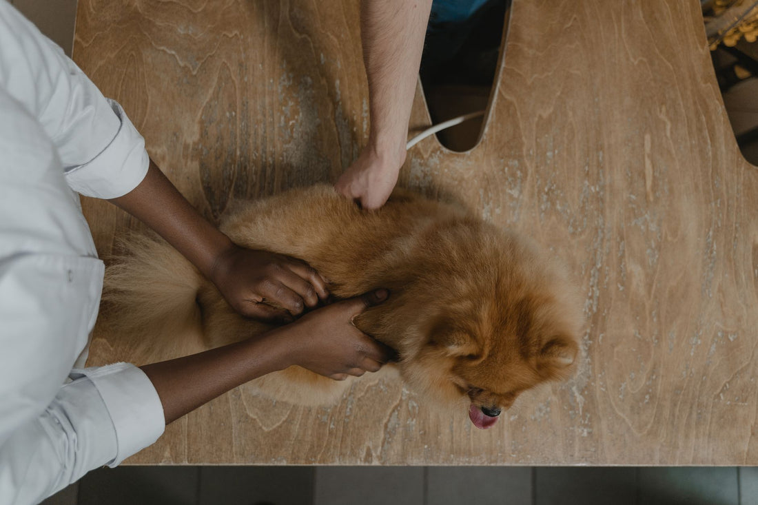 Köpek Tüy Sağlığı İçin Altın Kurallar: Parlak ve Güçlü Bir Kürkün Sırları