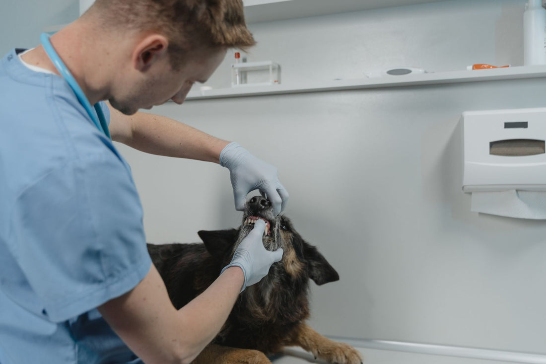 Köpeklerde Ağız Kokusuyla Başa Çıkma ve Sağlıklı Nefes İçin Pratik Rehber