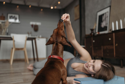 Köpek Eğitiminde Ödül Maması Nasıl Kullanılır? Adım Adım Uygulama Rehberi