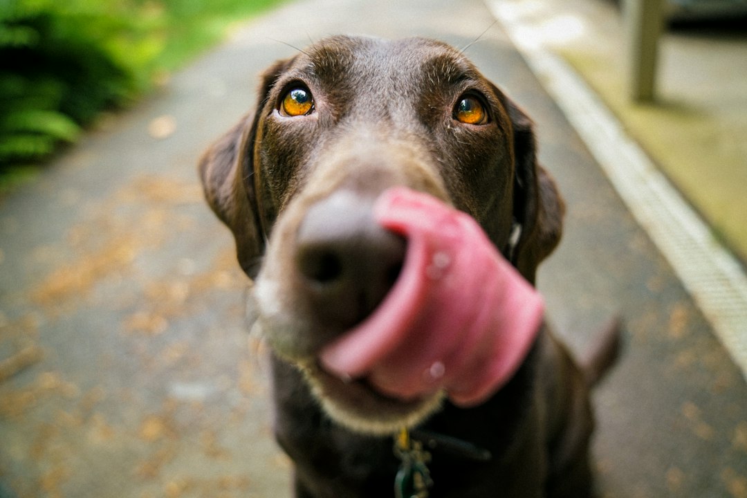 Köpekler Tatlı Yer mi? Riskler ve Öneriler Nelerdir? Kapsamlı Rehber