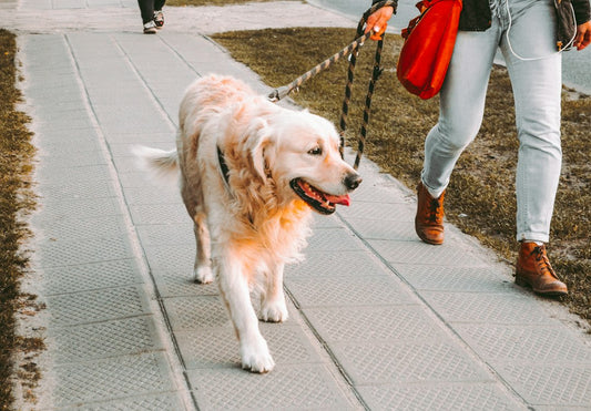 Köpeğinizle Gezintileri Kolaylaştıracak Tiyolar: Daha Huzurlu Yürüyüşler İçin Rehber
