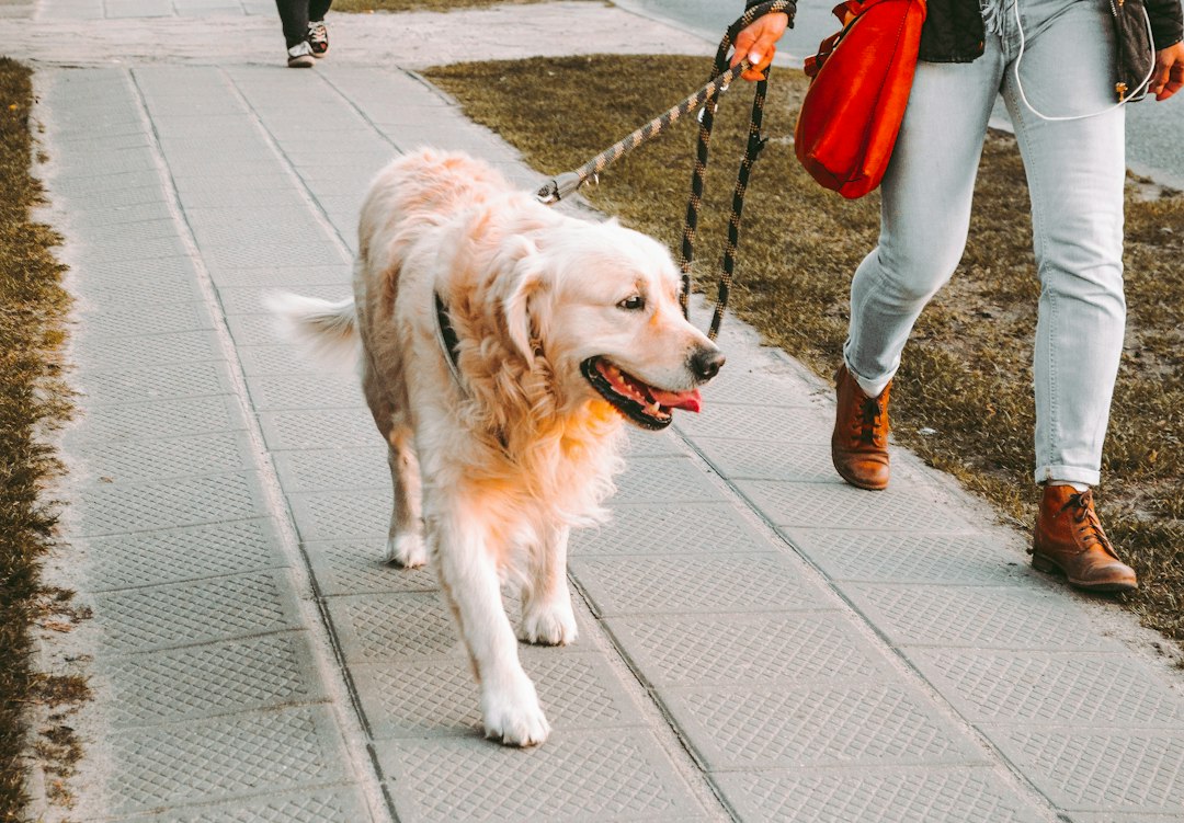 Köpeğinizle Gezintileri Kolaylaştıracak Tiyolar: Daha Huzurlu Yürüyüşler İçin Rehber