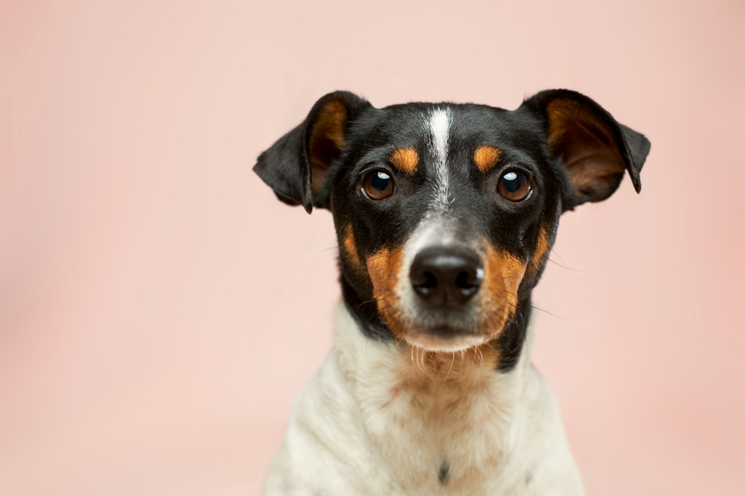 Sadık Dostunuzla Bağınızı Güçlendirecek Kapsamlı Köpek Rehberi