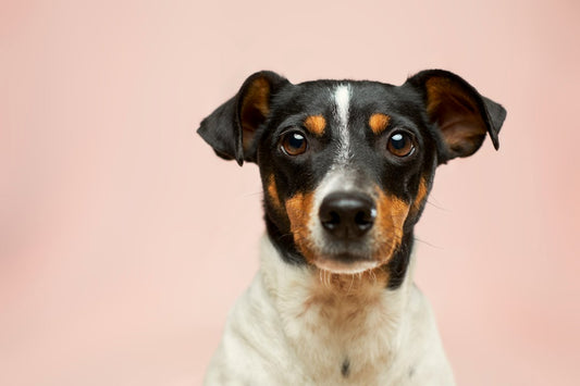 Sadık Dostunuzla Bağınızı Güçlendirecek Kapsamlı Köpek Rehberi
