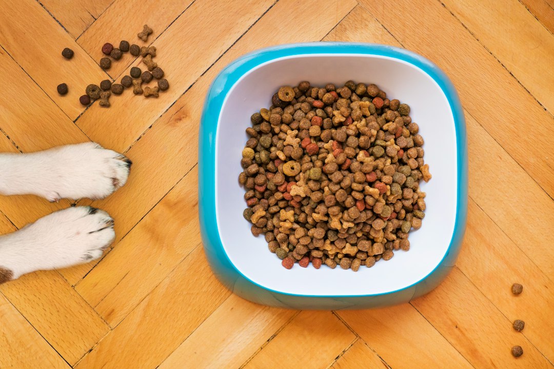 Köpeğinizin Sağlığını Korumak İçin Bilmeniz Gerekenler: Tehlikeli Gıdalar ve Güvenli Alternatifler