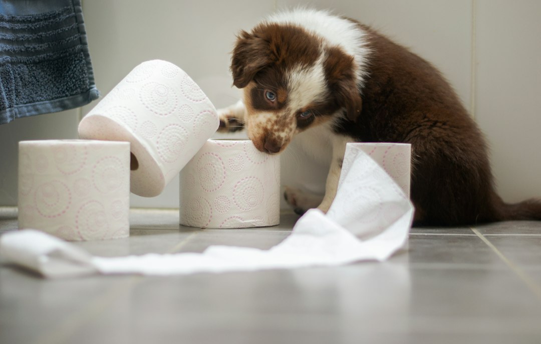 Yavru Köpek Tuvalet Eğitimi: Adım Adım Rehber