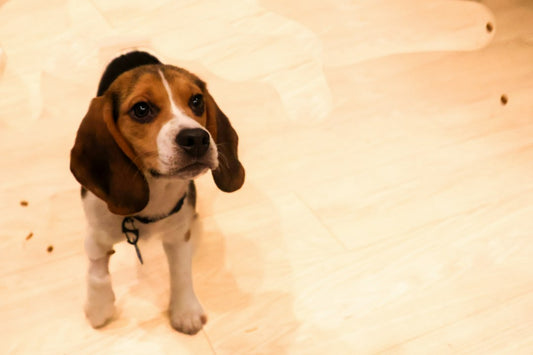 Köpek Tuvaleti Eğitimi Sürecinde Başarıya Götüren Stratejiler