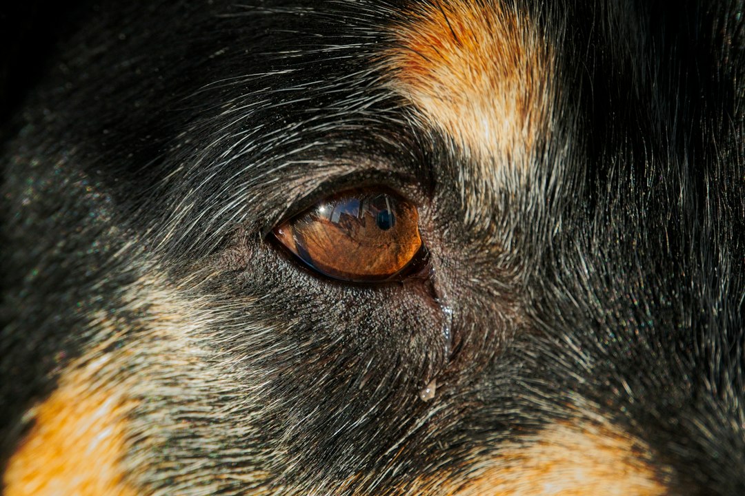 Köpeklerde Göz Akıntısı Hakkında Bilmeniz Gereken Her Şey: Nedenler, Çözümler ve Beslenme Rehberi