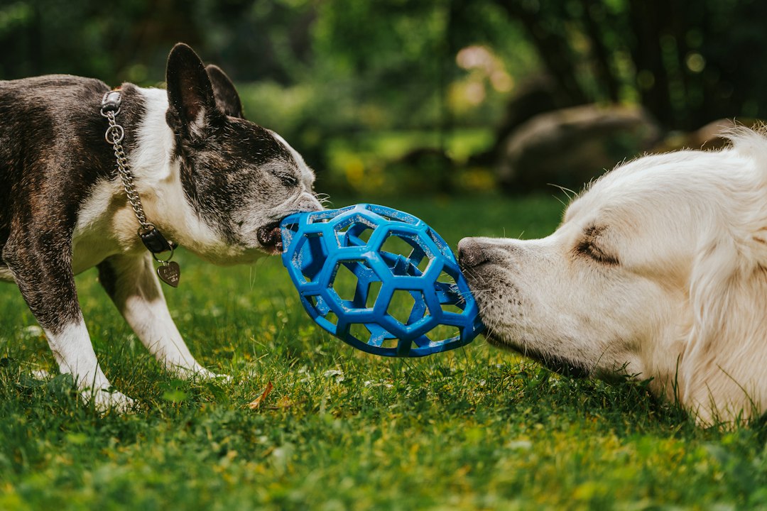 Köpeğinizin Potansiyelini Açığa Çıkarın: Zihinsel ve Fiziksel Gelişim İçin Oyun Rehberi