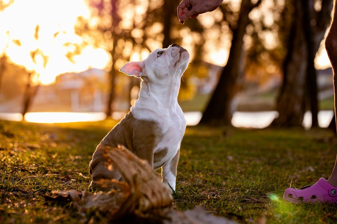Ödül Mamasının Gücü: 5 Adımda Pozitif Köpek Eğitimi
